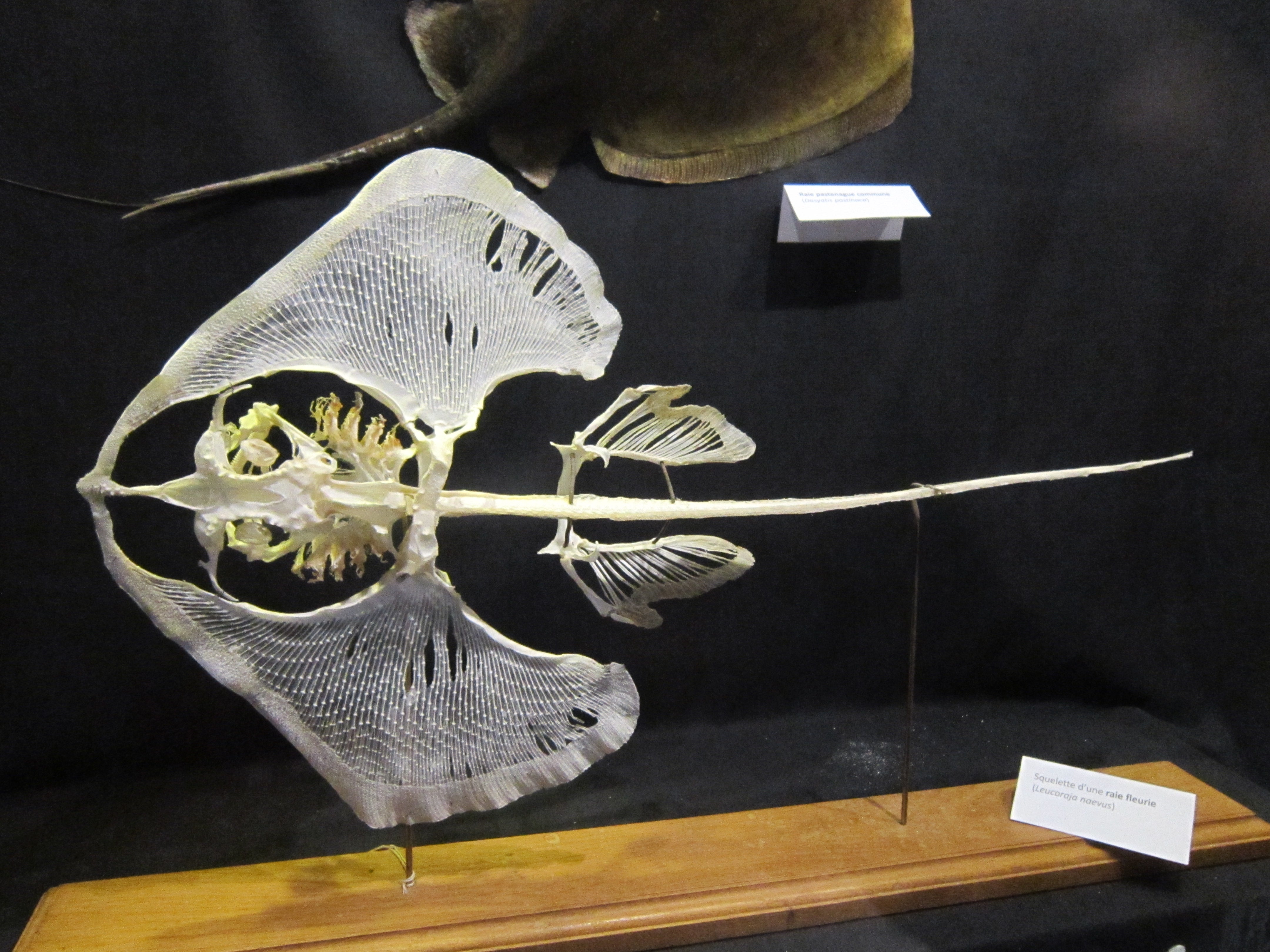 Stingray Terminology Understanding Stingrays DragonSkin