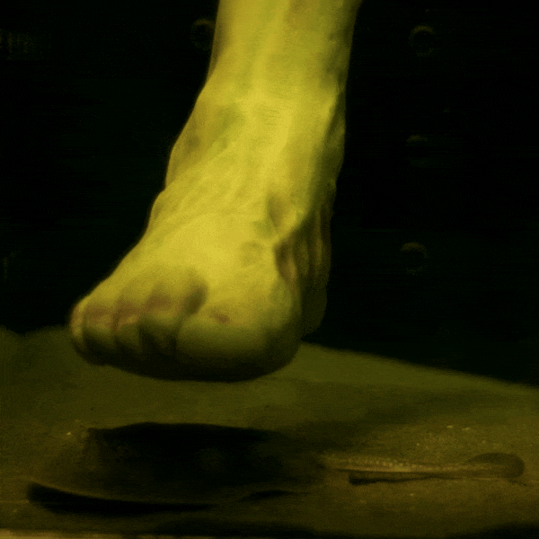 stringray sting example