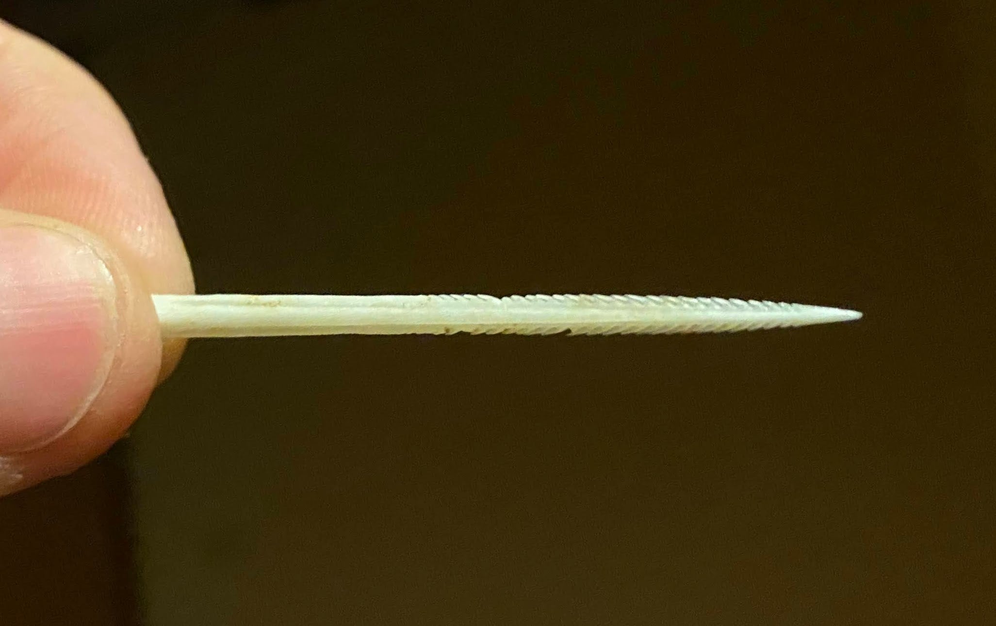 A stingray barb showing the serrates spines