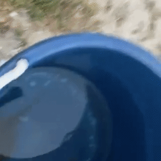 Magnets' effect on keeping away stingrays