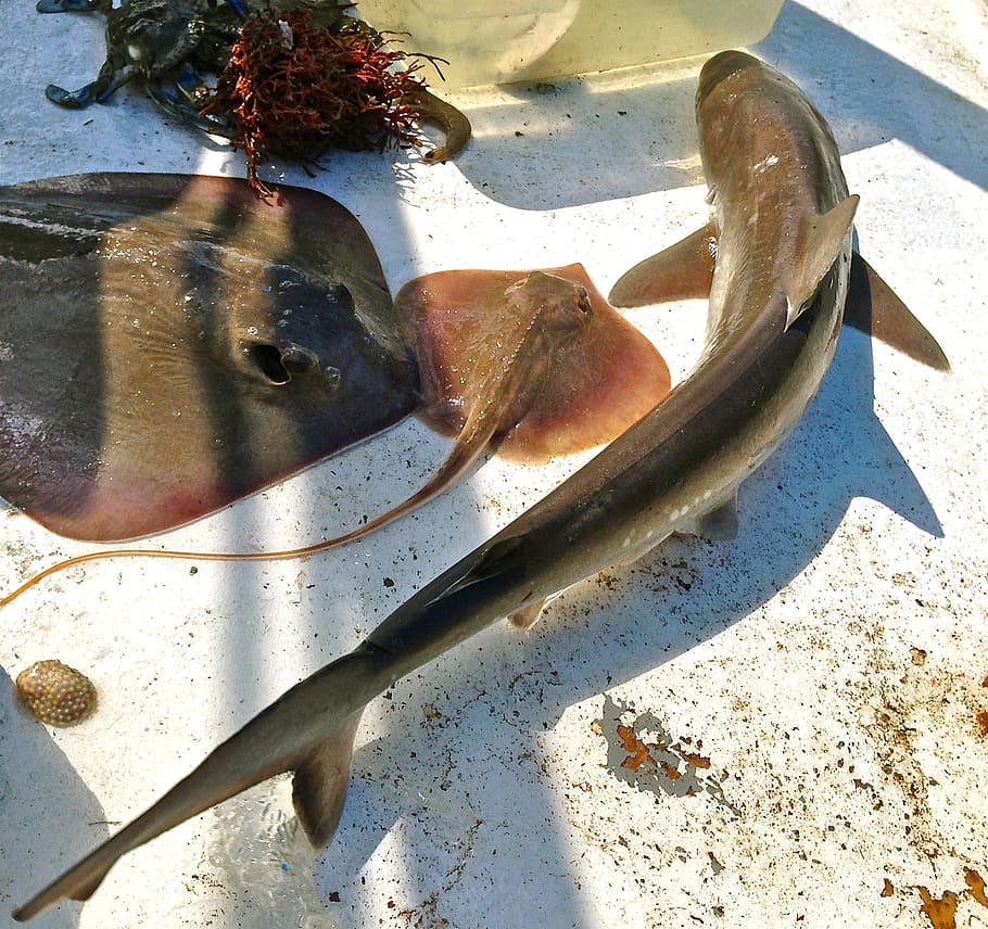 Stingrays getting fished along other sea life