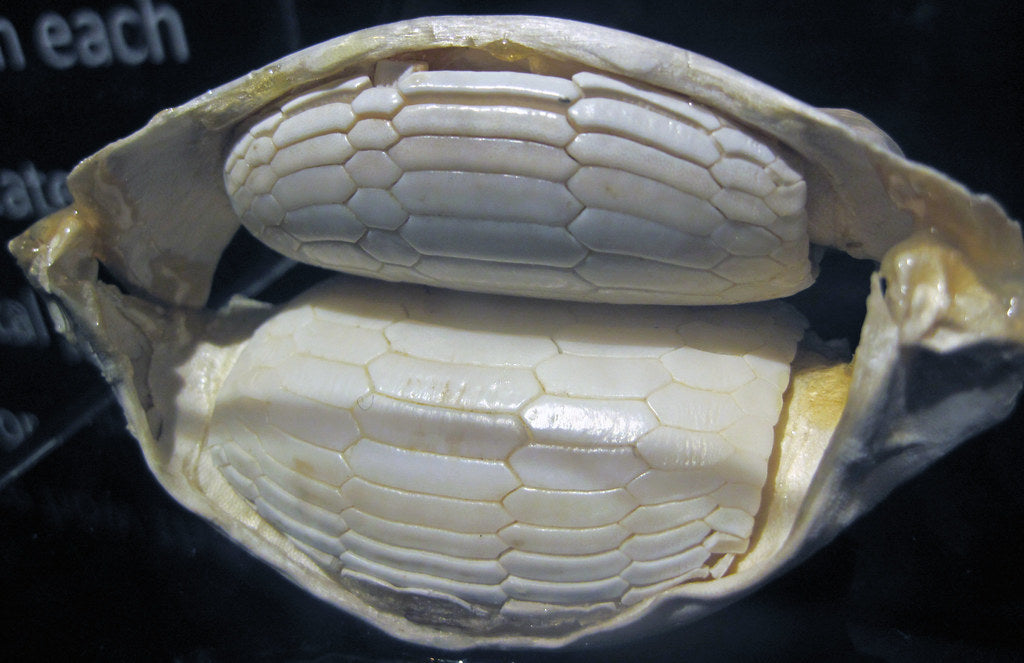 A stingrays' teeth