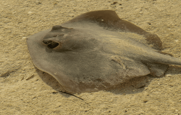 stingray on sand