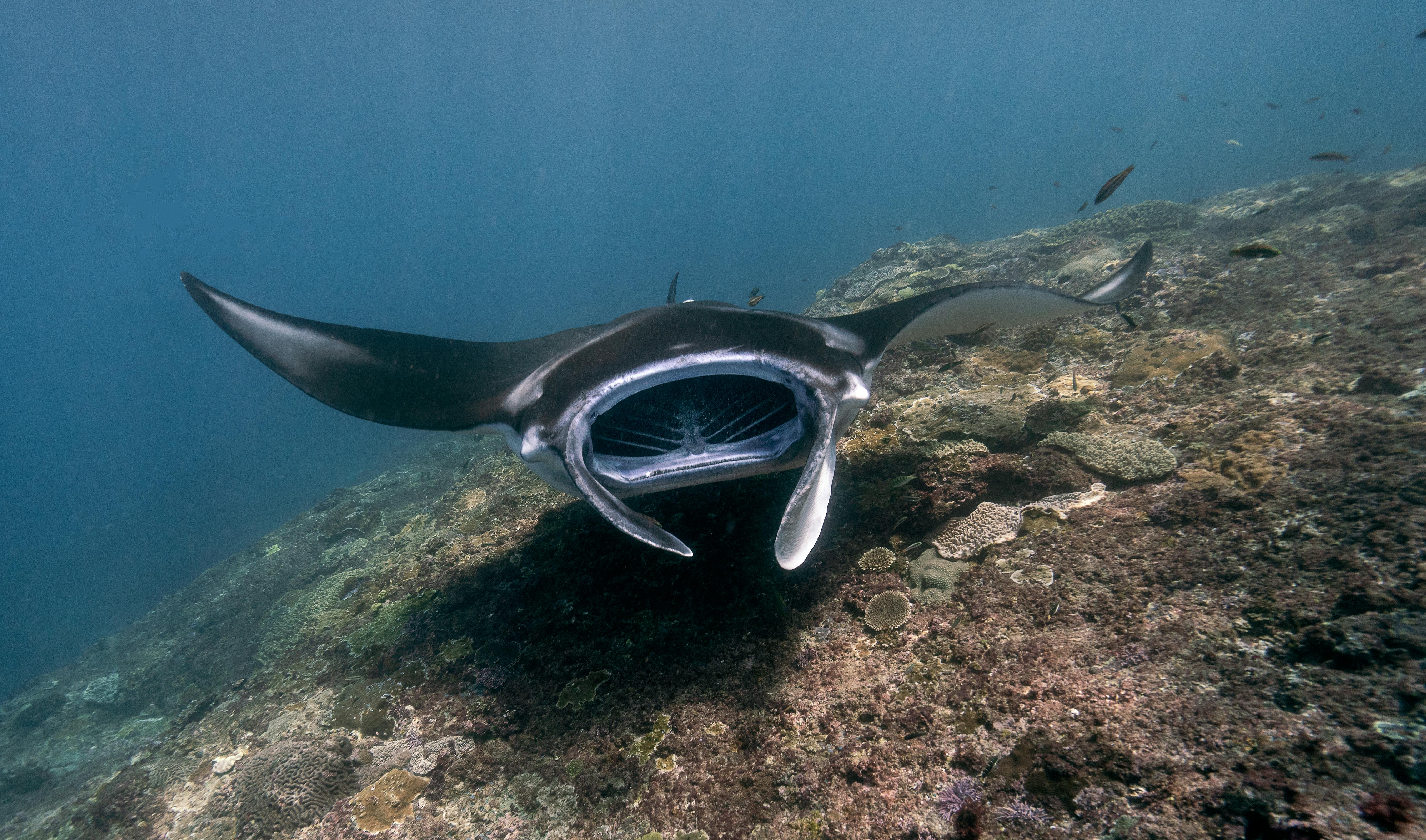 The Difference Between Manta Rays and Stingrays