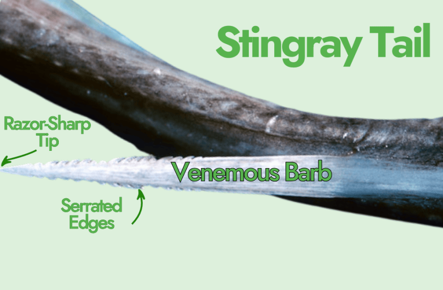 stingray tail