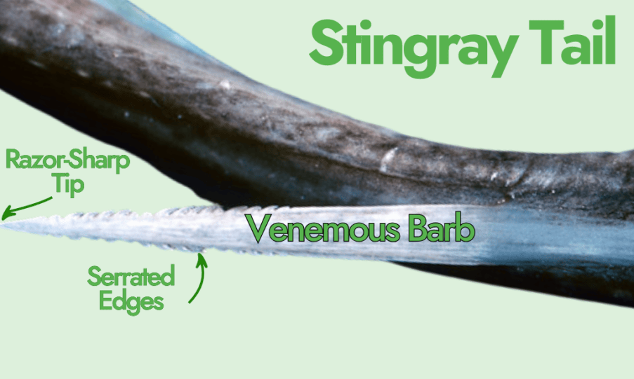 stingray tail