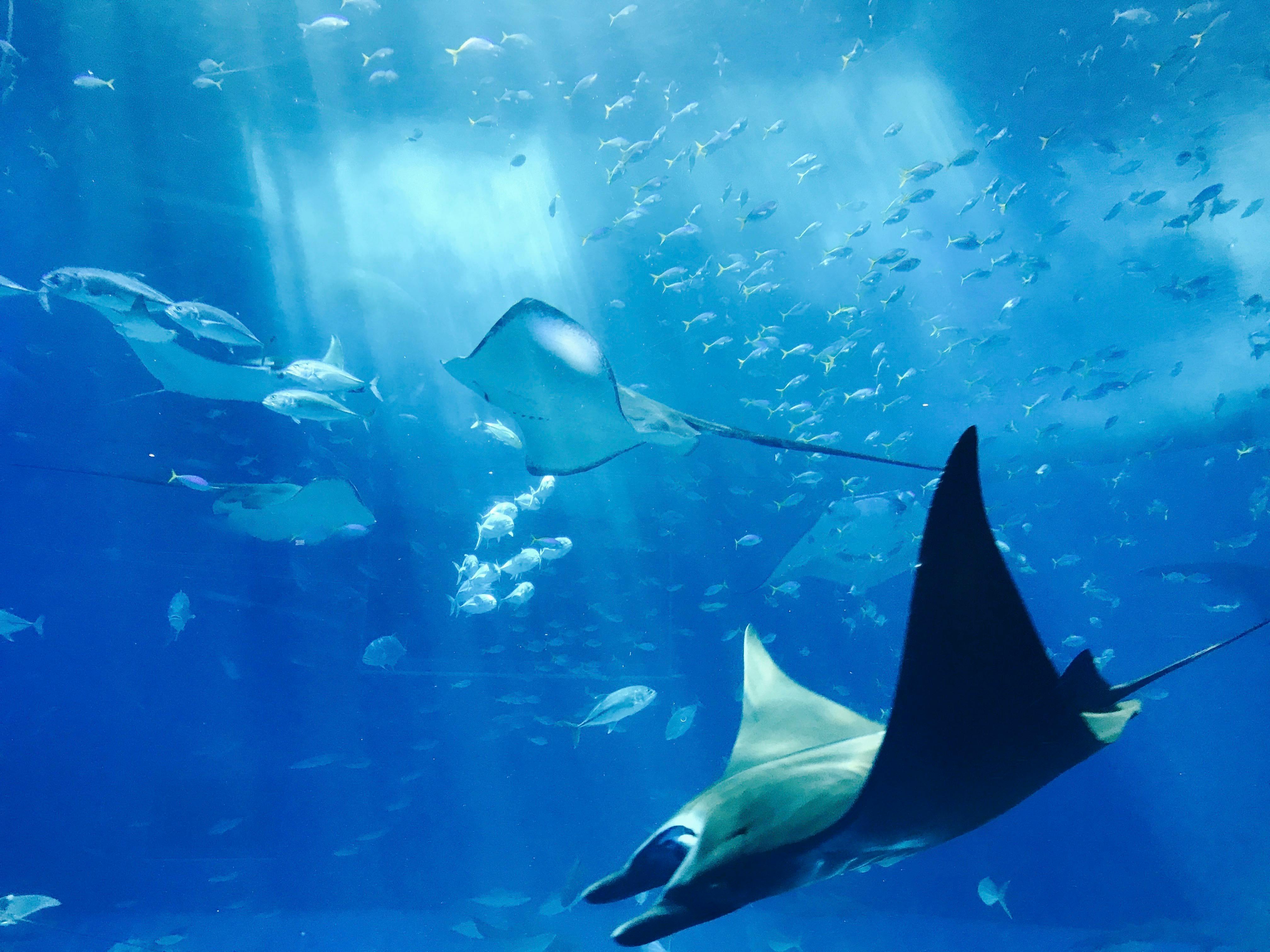 Reproduction, Parenting, and Social Lives of Stingrays