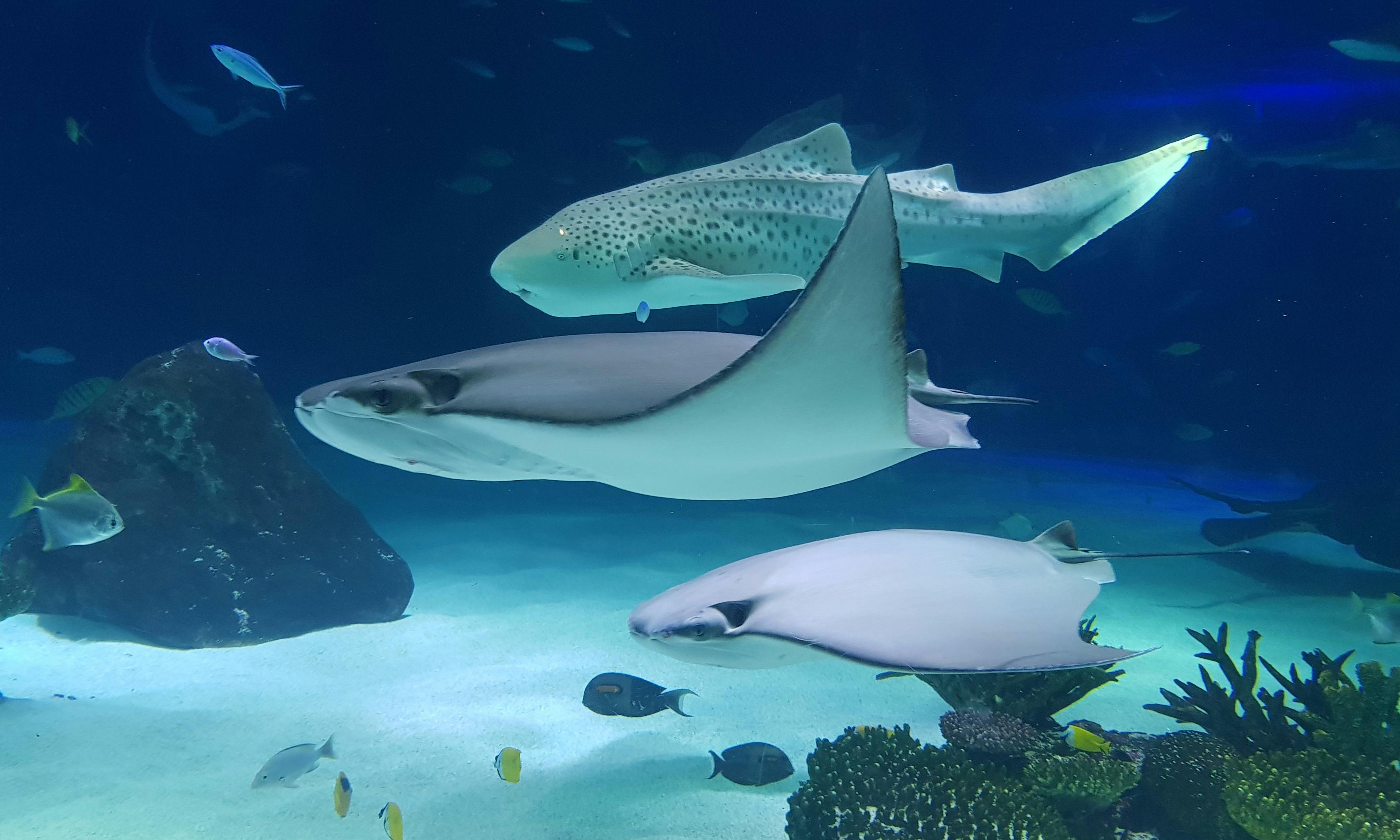 Stingray Anatomy, Diet, and Defense