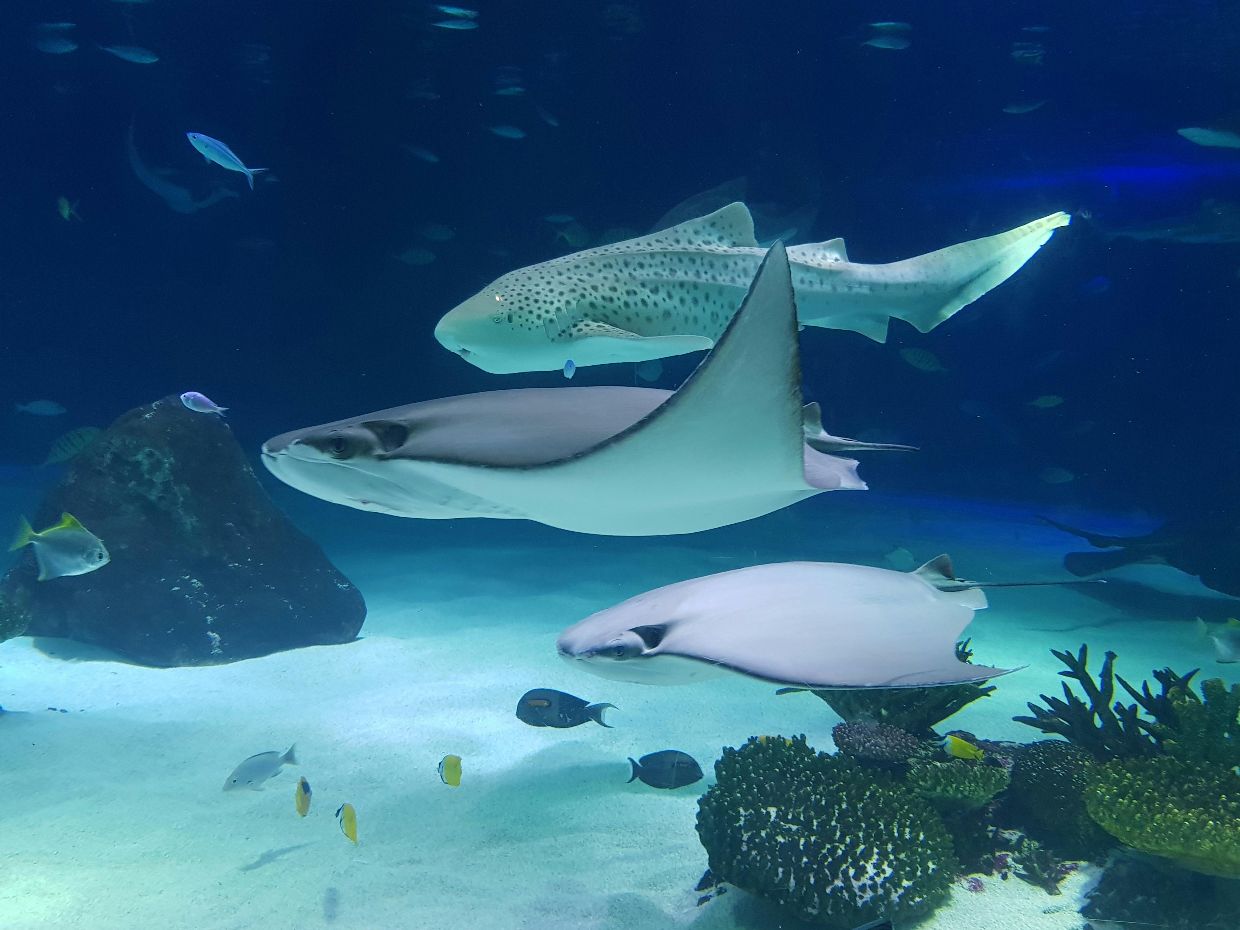 Stingray Anatomy, Diet, and Defense