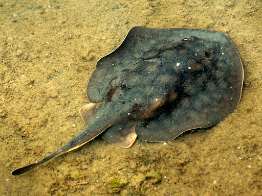 round stingray